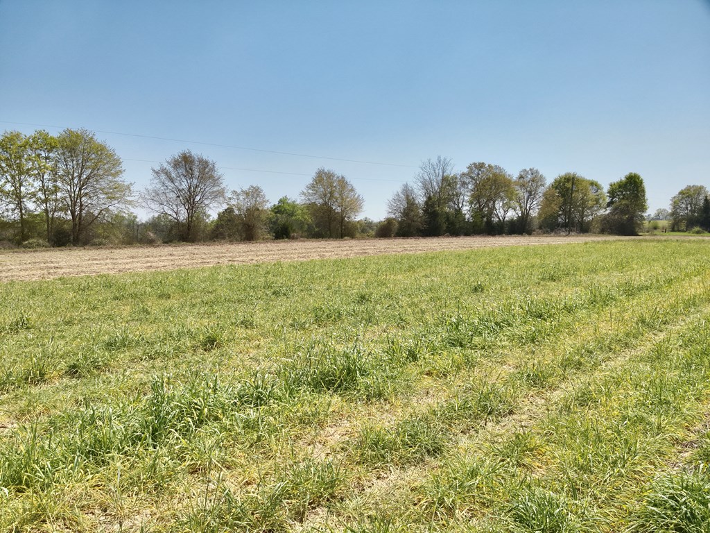 4-acres Dillard Road Pansey, AL 36370 - Photo 5 of 8