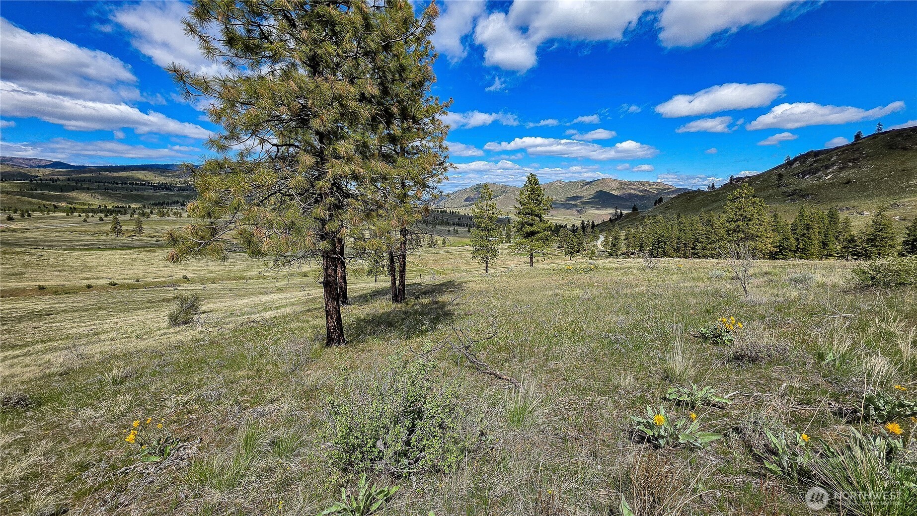 1 Washington Creek Road Chelan, WA 98816 - Photo 12 of 27 a view of a yard with a tree