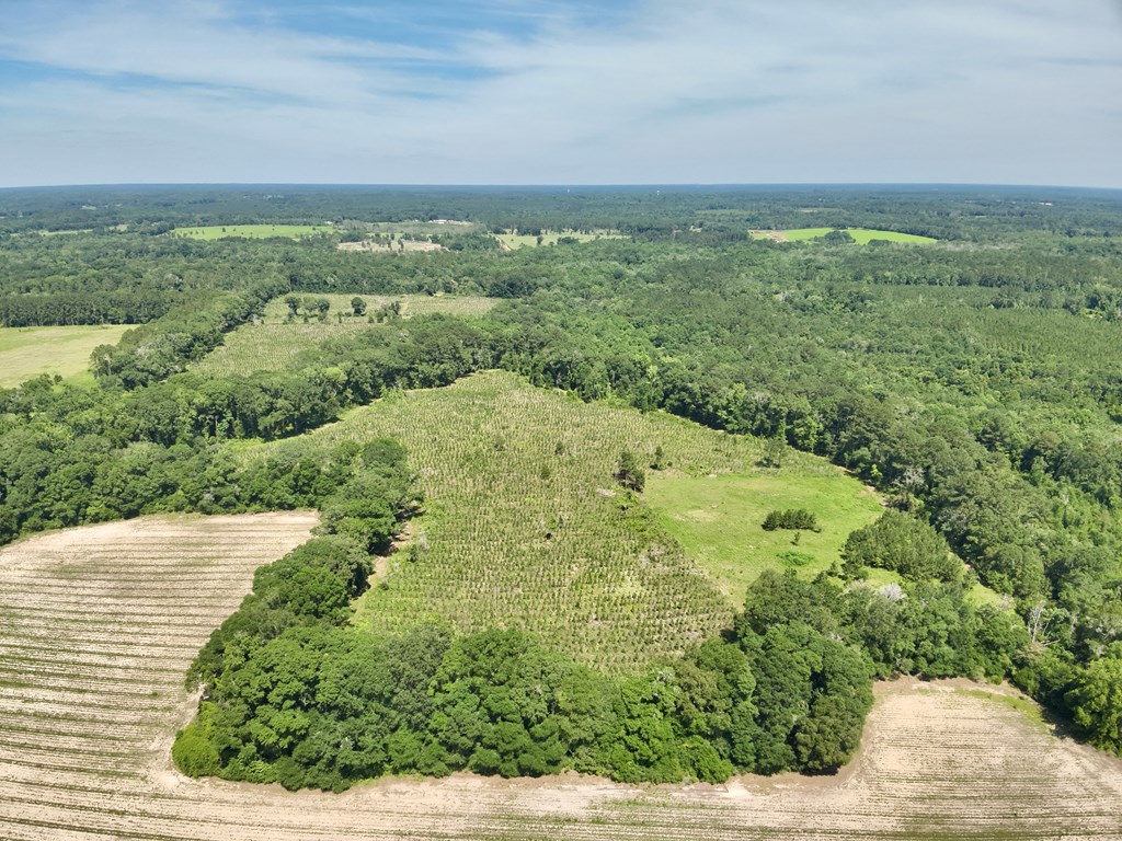 60-acres Hutton Road Hartford, AL 36344 - Photo 15 of 31