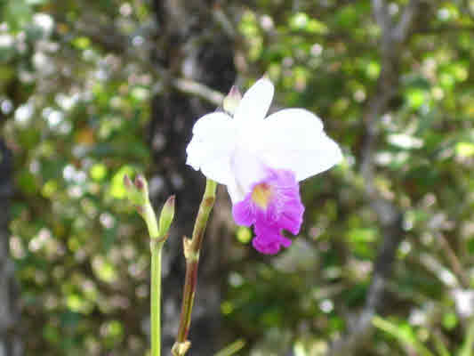 1053 Lanai Road Pahoa, HI 96778 - Photo 3 of 6 Gallery Image 3