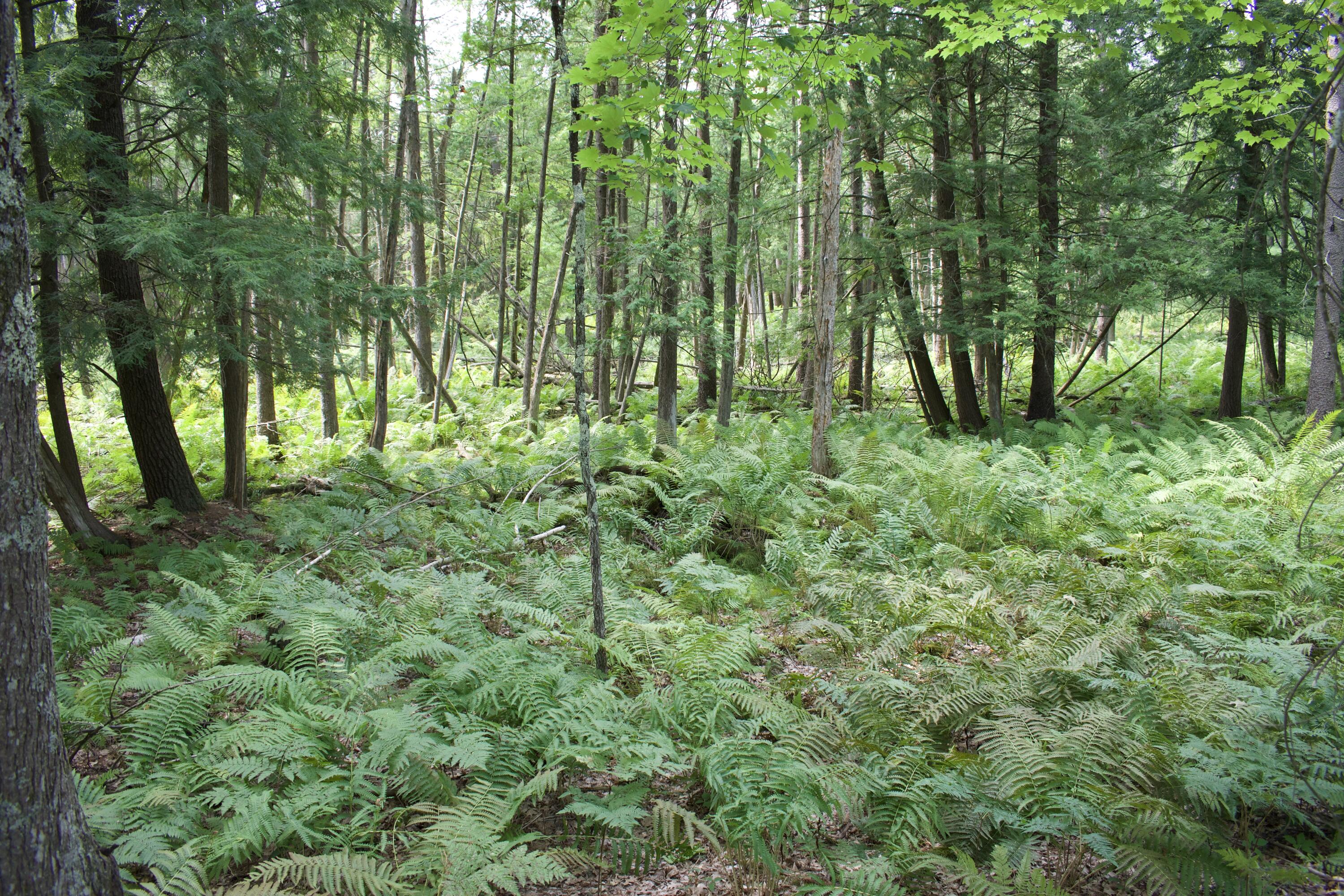 4573 North Able Road Irons, MI 49644 - Photo 19 of 24 DSC_4407