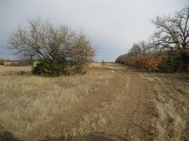 a view of a yard with a tree