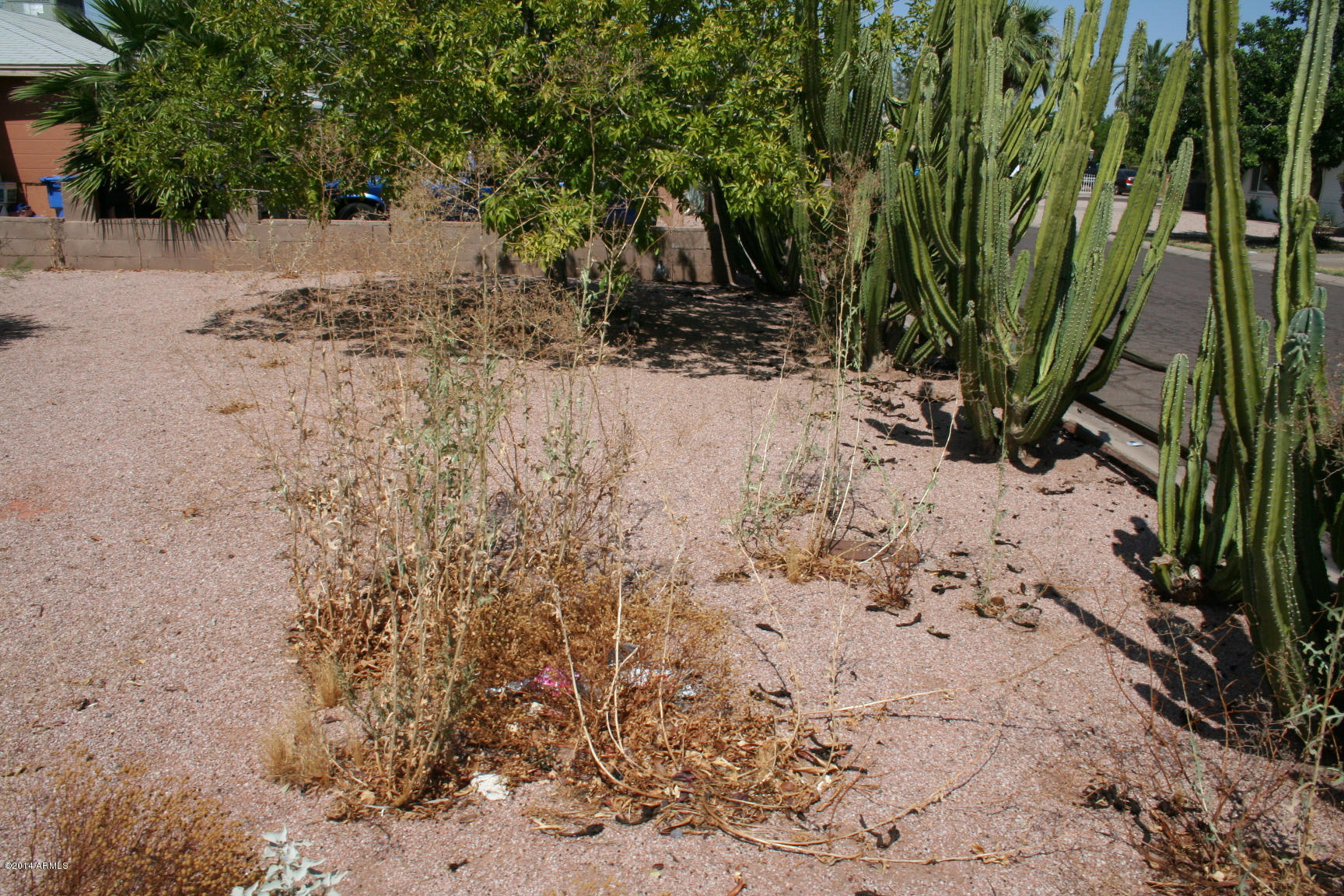 3231 East Almeria Road Phoenix, AZ 85008 - Photo 2 of 31 front yard
