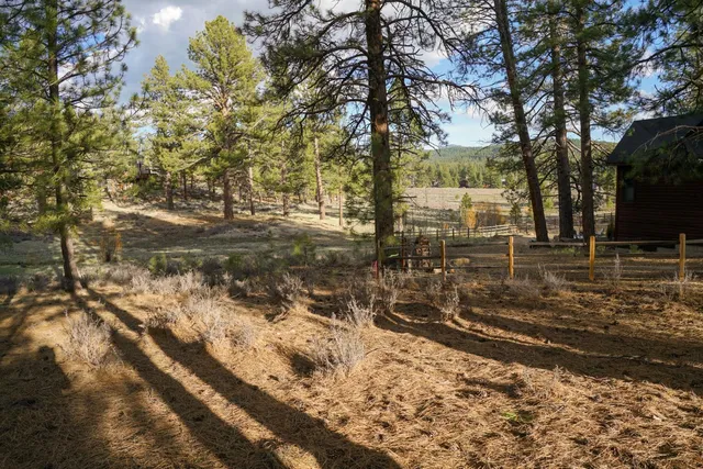 a view of a yard with large tree