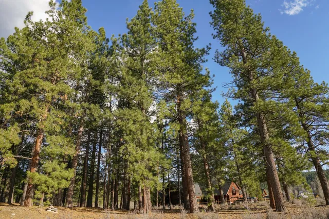 a view of a yard with table and chairs under an umbrella