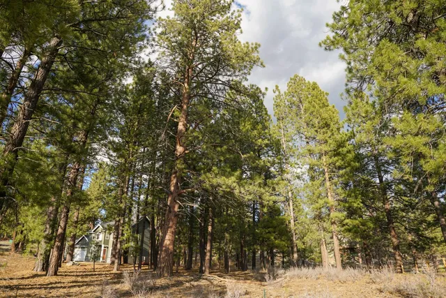 a view of a yard of a house