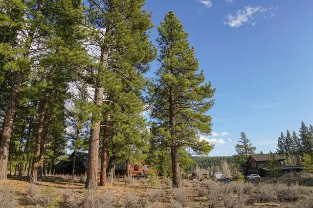a view of a yard with plants and trees
