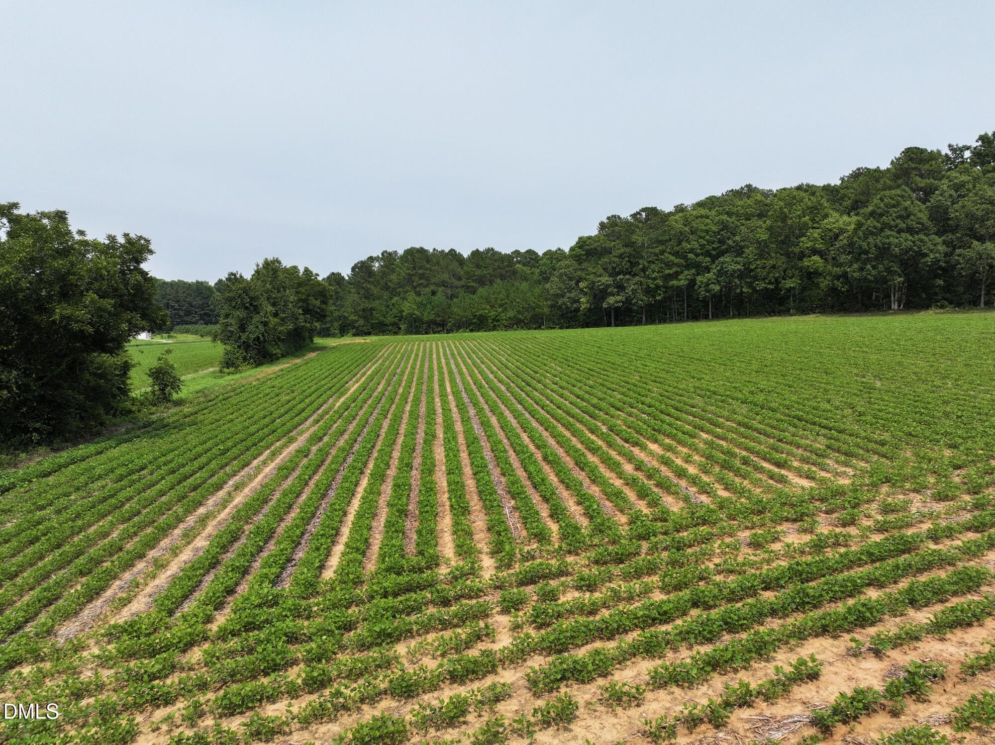 Lot 2 Claude Lewis Road Bailey, NC 27807 - Photo 14 of 18 dji_fly_20260715_141018_0301_17841495192