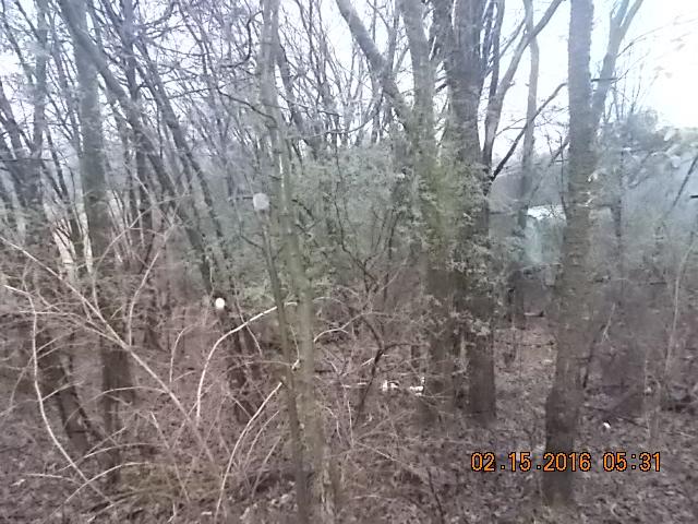 7031 Lebanon Road Lebanon, TN 37087 - Photo 3 of 19 a backyard of a house with lots of trees