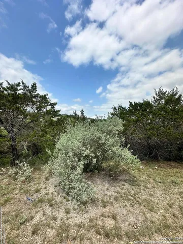 a view of a yard with plants and a tree