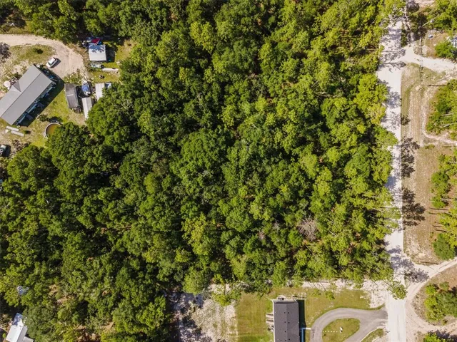 a view of a tree with a plant