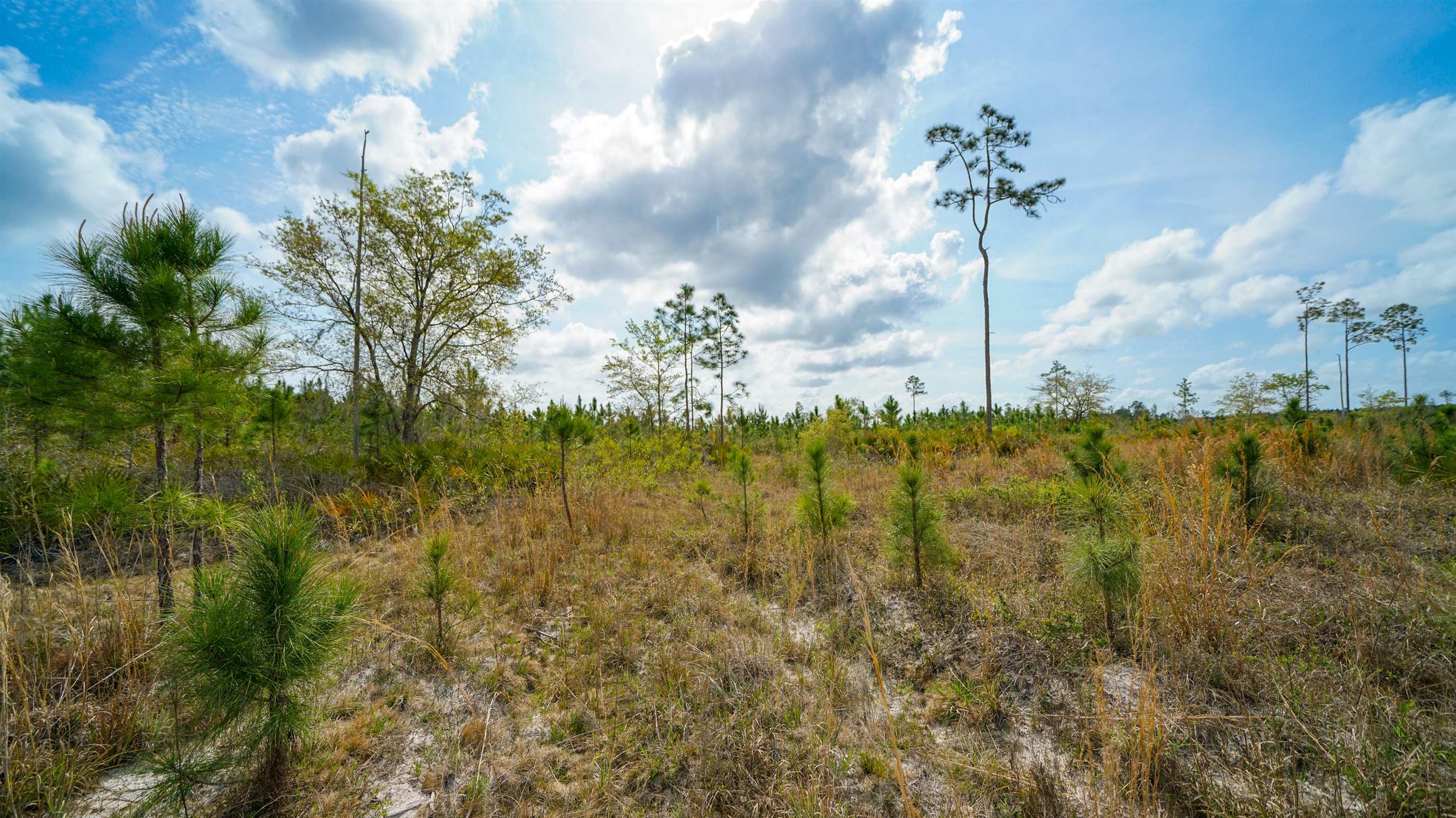 0 Fox Road Palatka, FL 32177 - Photo 12 of 17