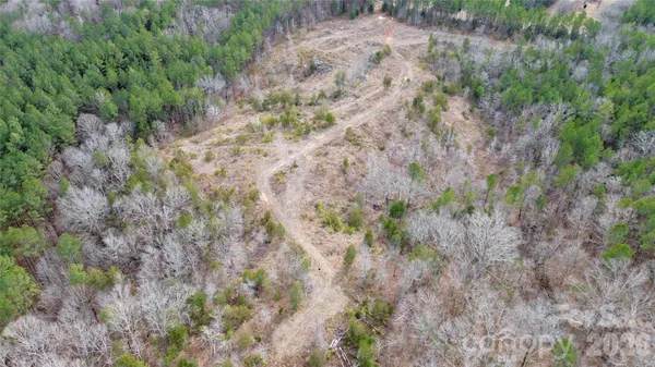 a view of a forest with a tree