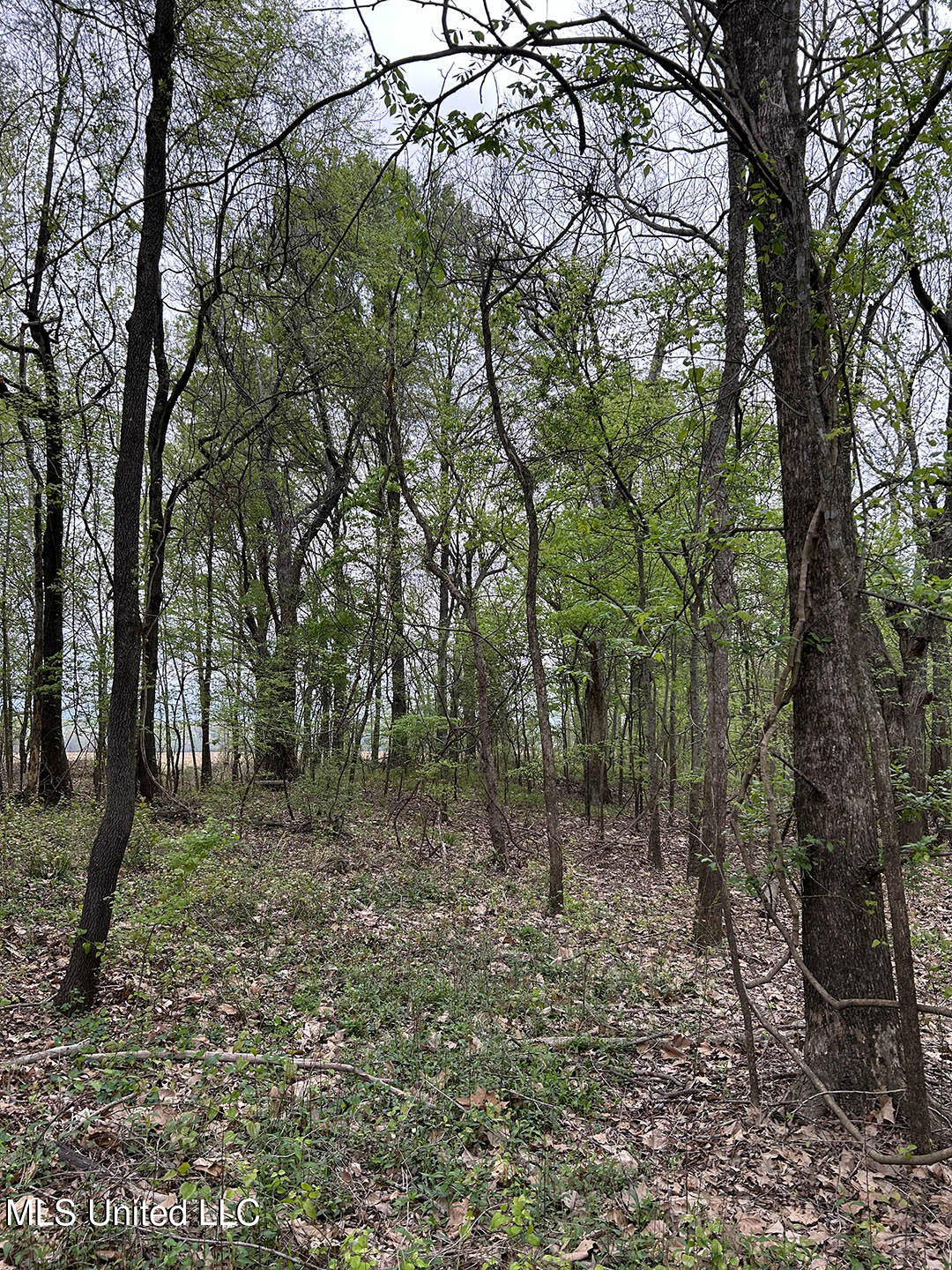 150 County Road Greenwood, MS 38930 - Photo 7 of 18 IMG_8680