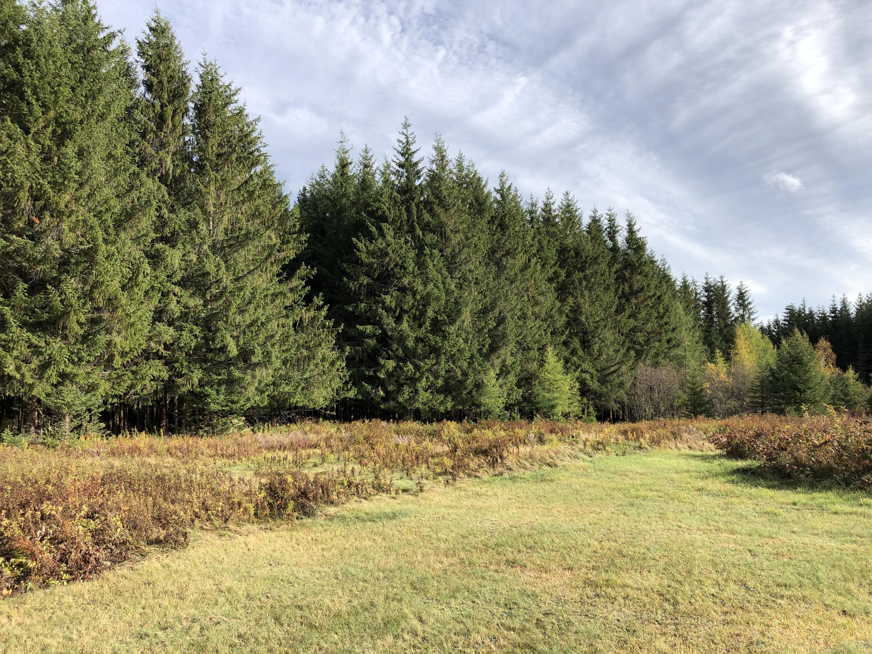 Old Washburn Rd Caribou (61)