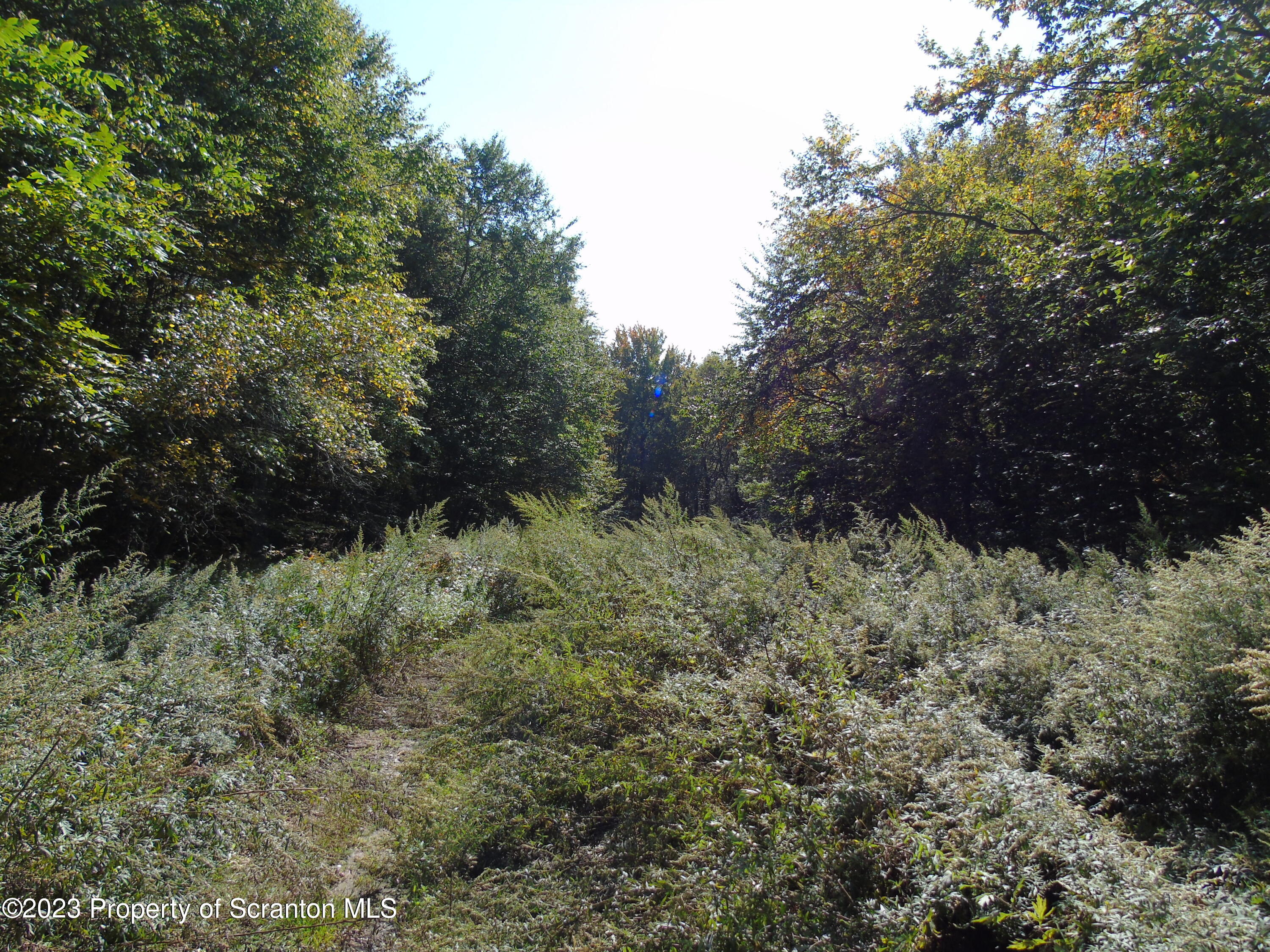 Hilltop Road Moscow, PA 18444 - Photo 1 of 17 a view of a lush green forest with trees in the background