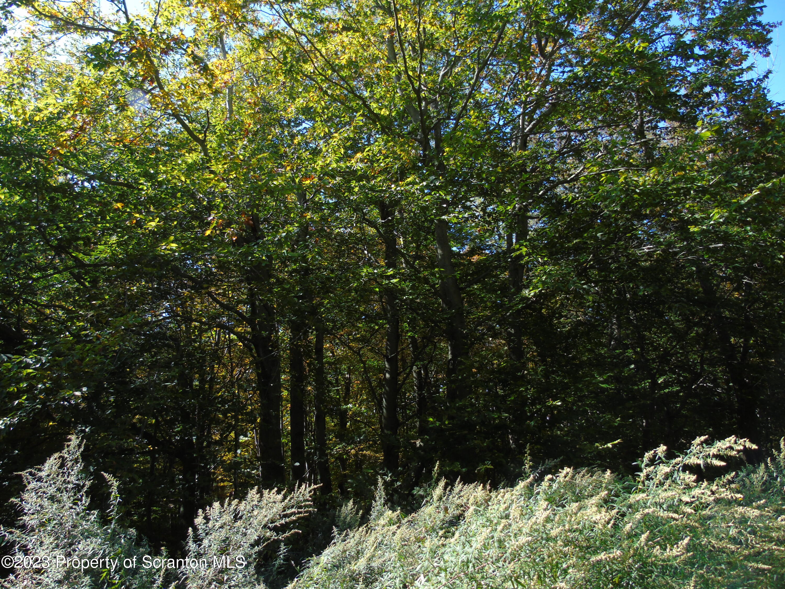 Hilltop Road Moscow, PA 18444 - Photo 11 of 17 a view of a tree in a yard