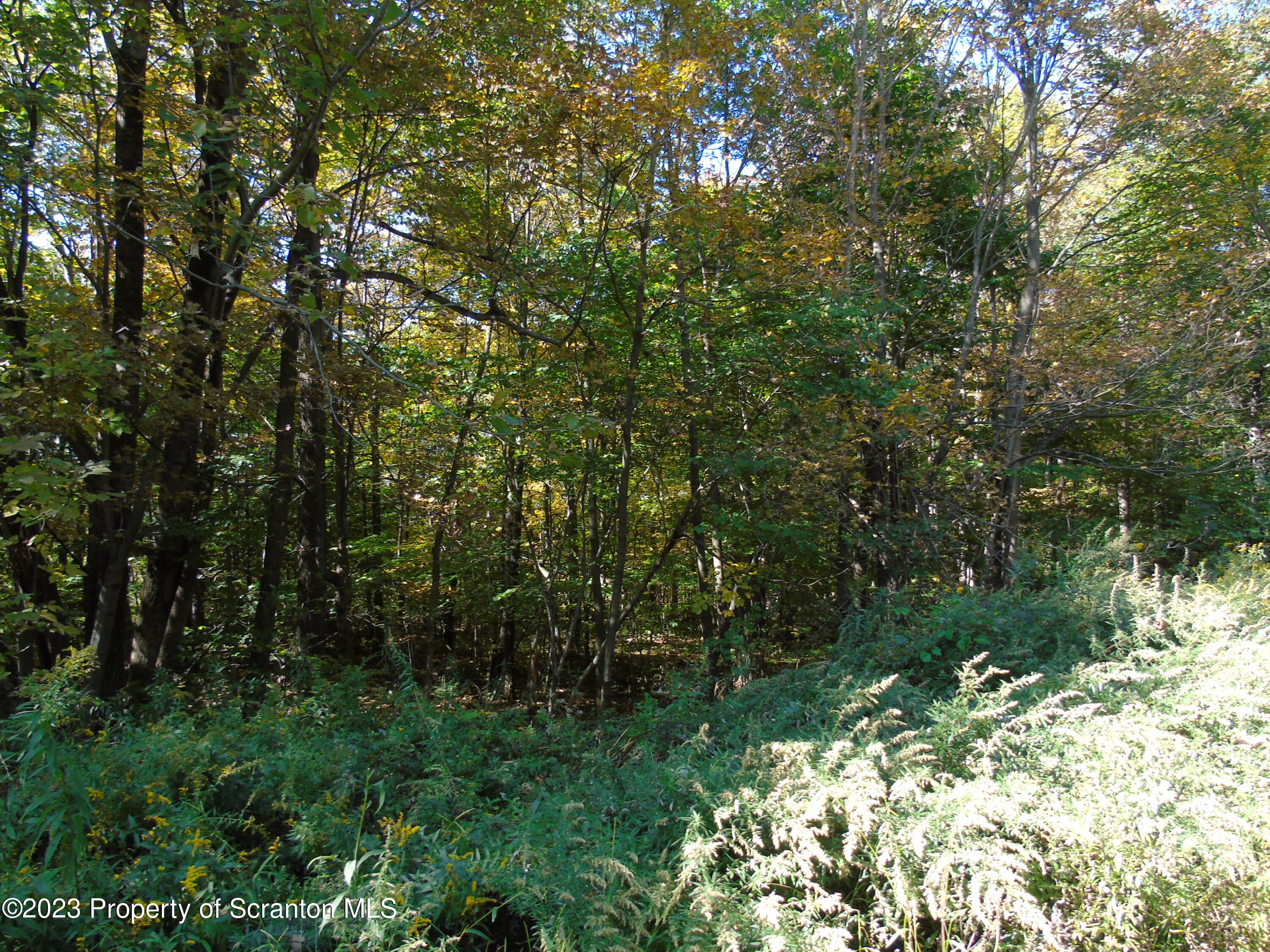 Hilltop Road Moscow, PA 18444 - Photo 14 of 17 a view of a forest with a tree