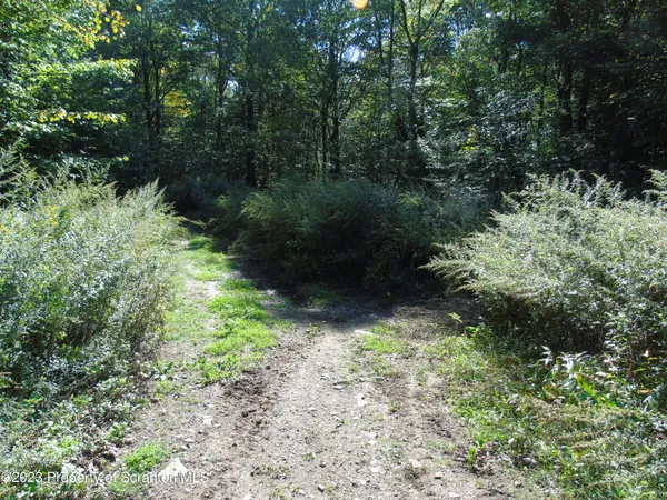 a view of a garden with a tree