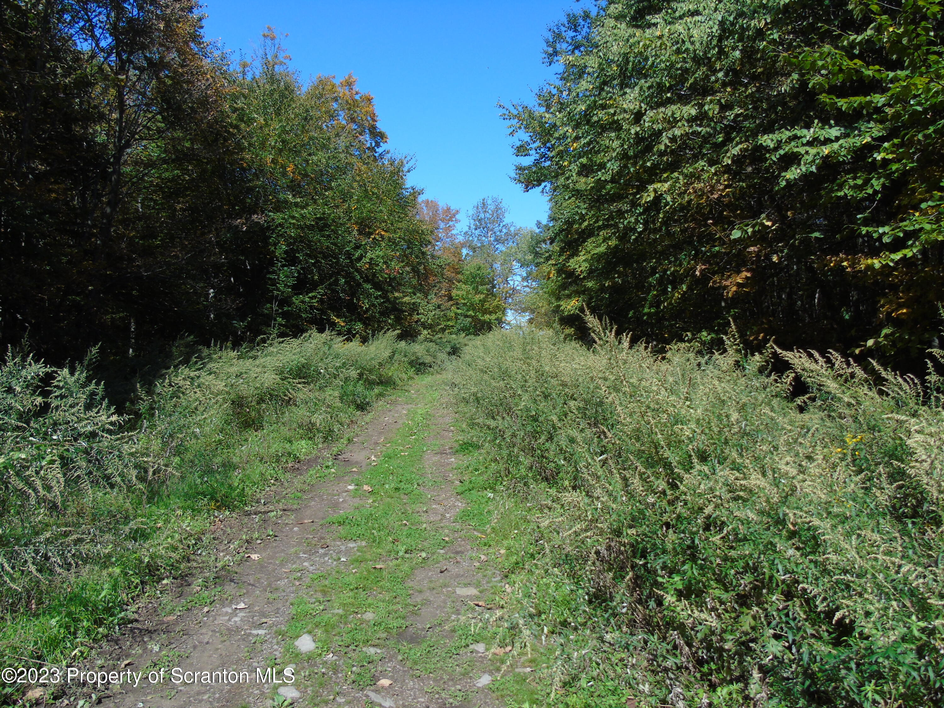 Hilltop Road Moscow, PA 18444 - Photo 16 of 17 a view of a lush green forest