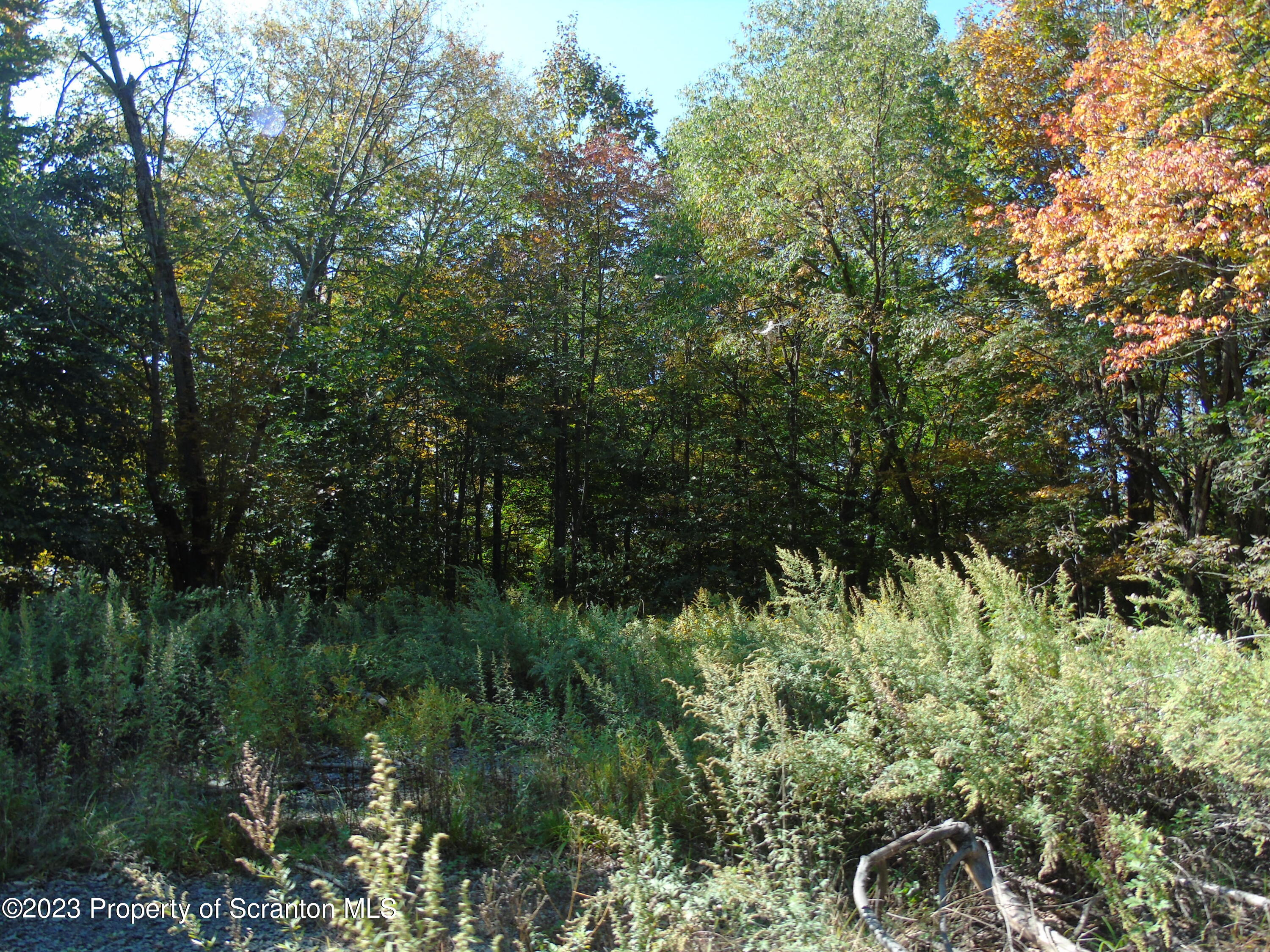 Hilltop Road Moscow, PA 18444 - Photo 3 of 17 a view of a lush green forest