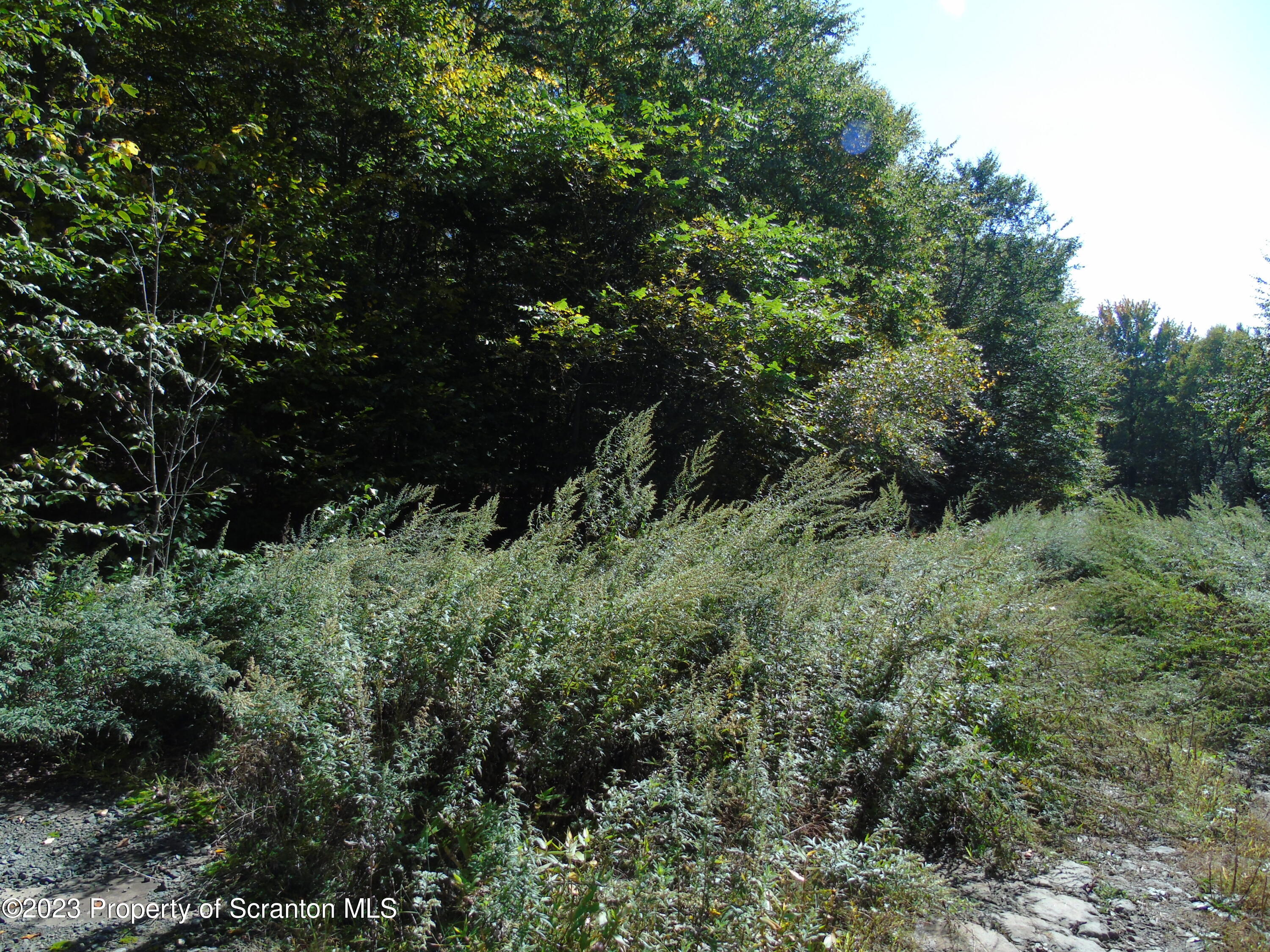 Hilltop Road Moscow, PA 18444 - Photo 4 of 17 a view of a lush green forest