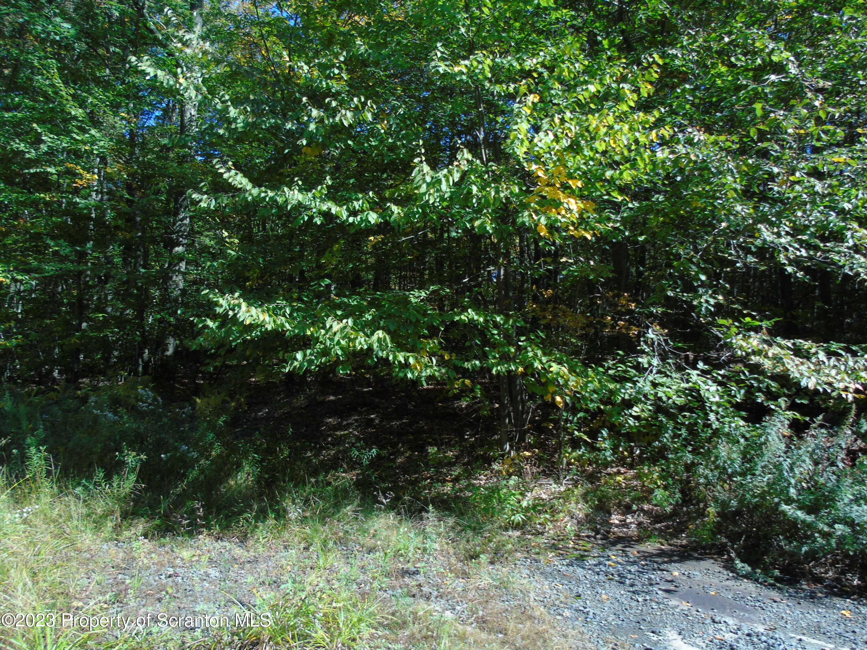 Hilltop Road Moscow, PA 18444 - Photo 5 of 17 a view of a lush green forest