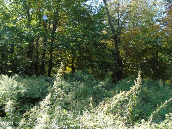 a view of a forest with a tree