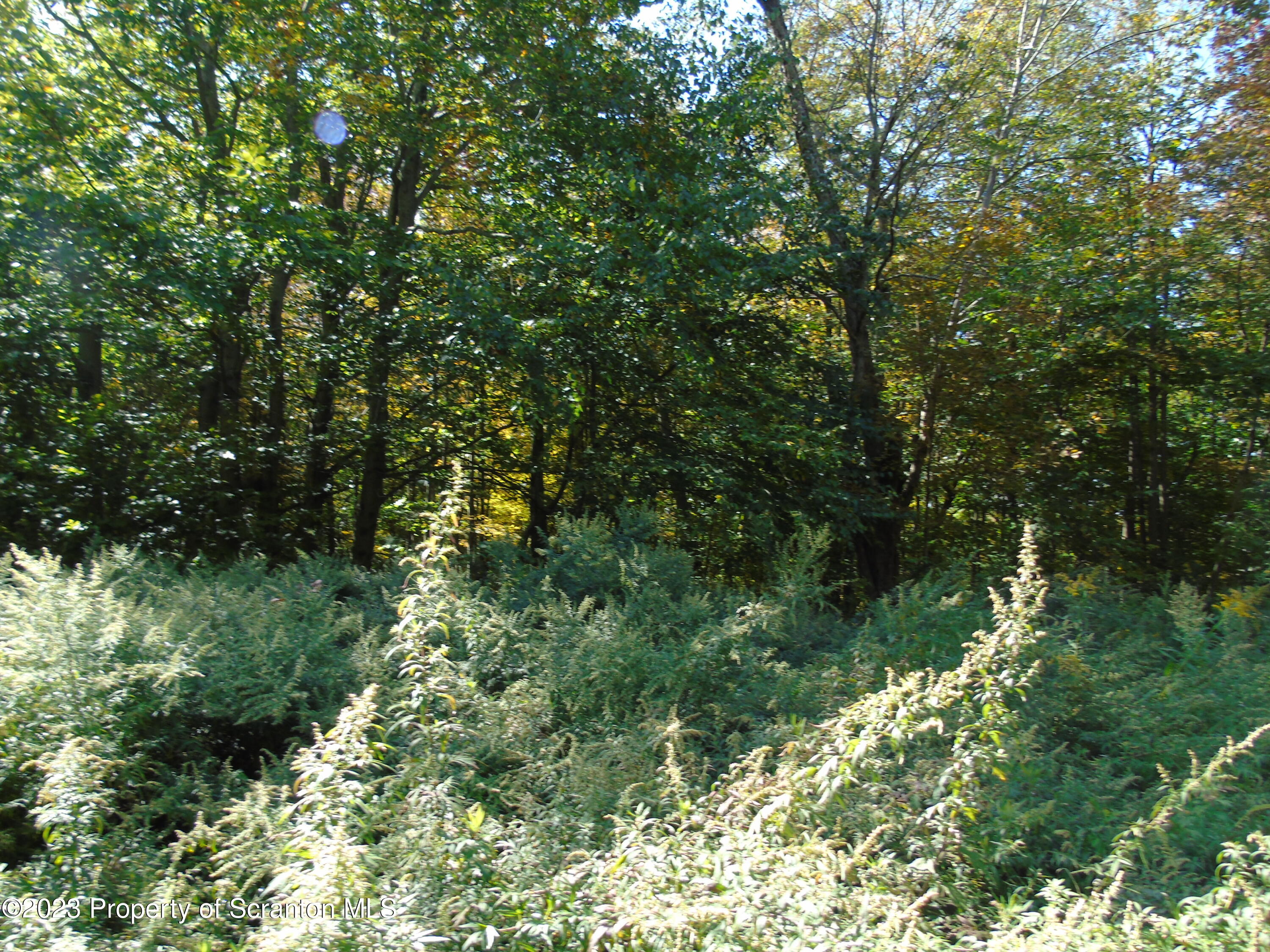 Hilltop Road Moscow, PA 18444 - Photo 6 of 17 a view of a forest with a tree