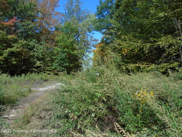 a view of a lush green forest