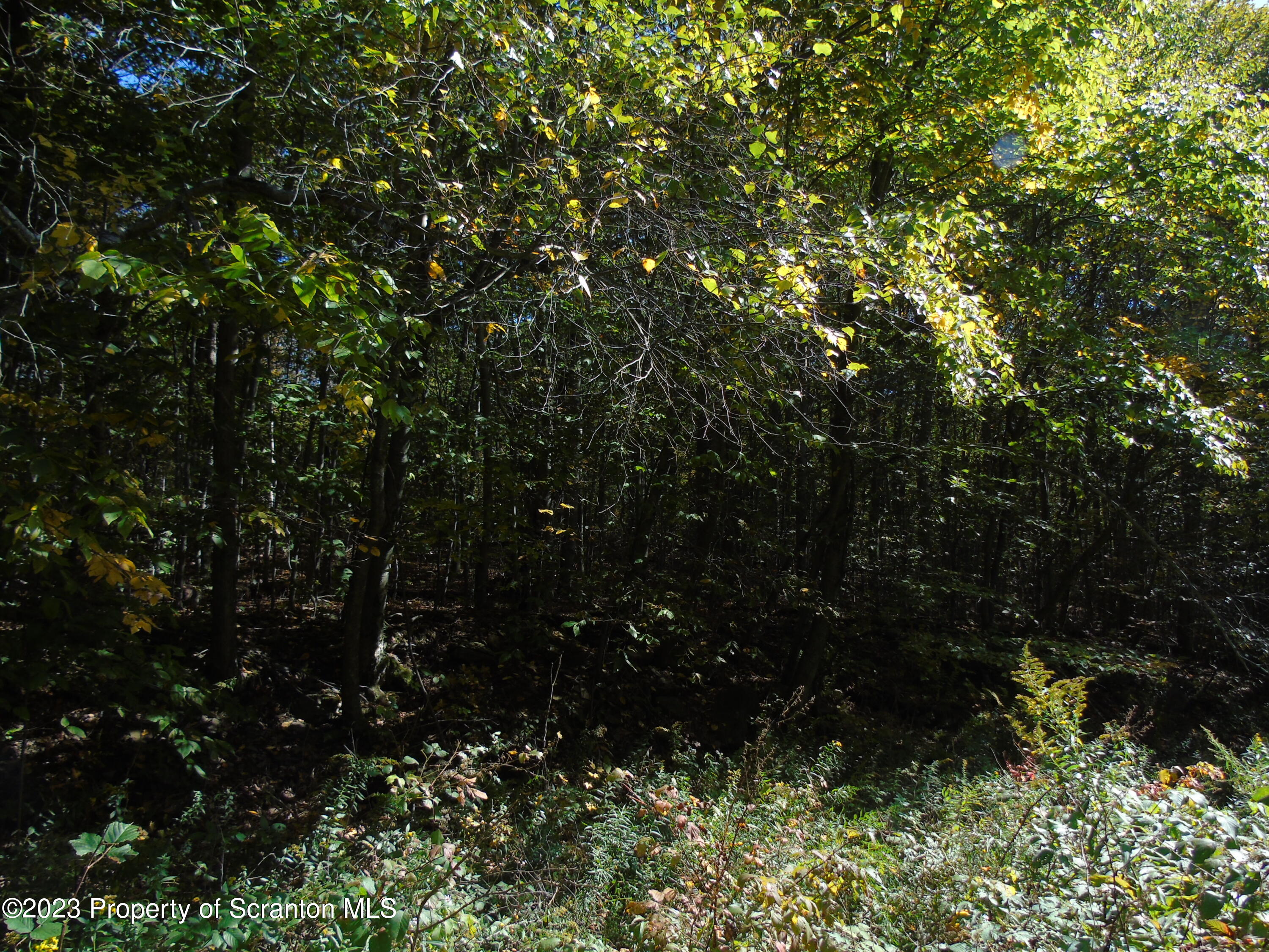 Hilltop Road Moscow, PA 18444 - Photo 9 of 17 a view of a tree