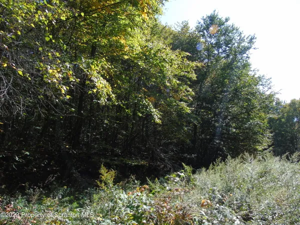 a view of a yard
