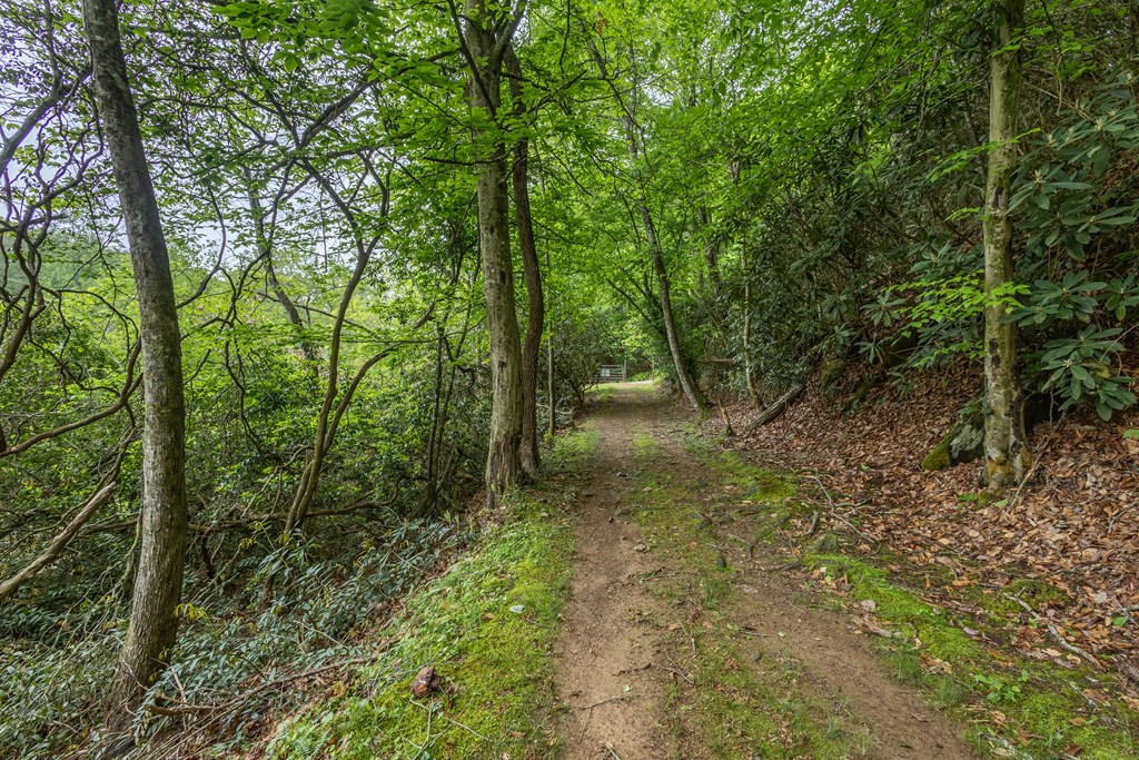 Lot 38 Harris Ridge Road Murphy, NC 28906 - Photo 11 of 11 a view of a forest with trees