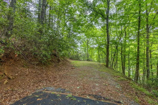a view of a forest with trees in the background