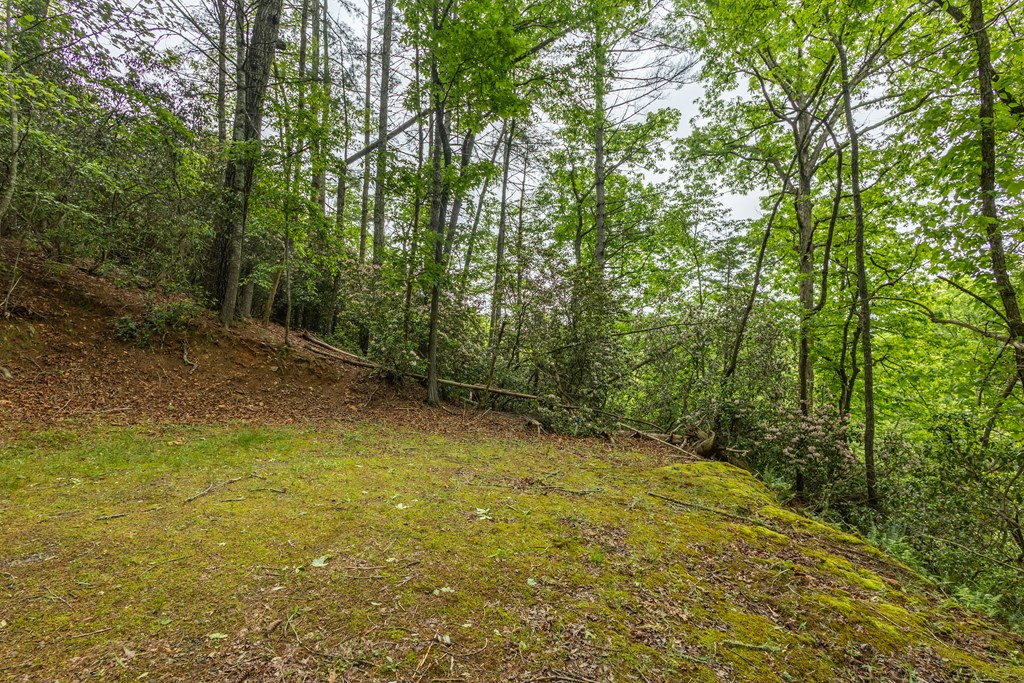 Lot 38 Harris Ridge Road Murphy, NC 28906 - Photo 7 of 11 a view of a yard with trees in the background