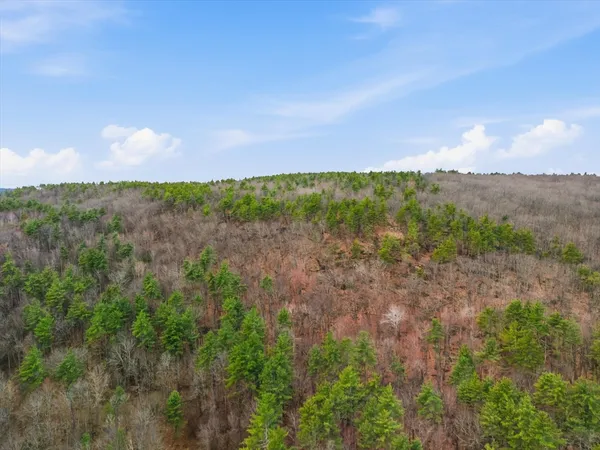 a view of a forest with lush green forest