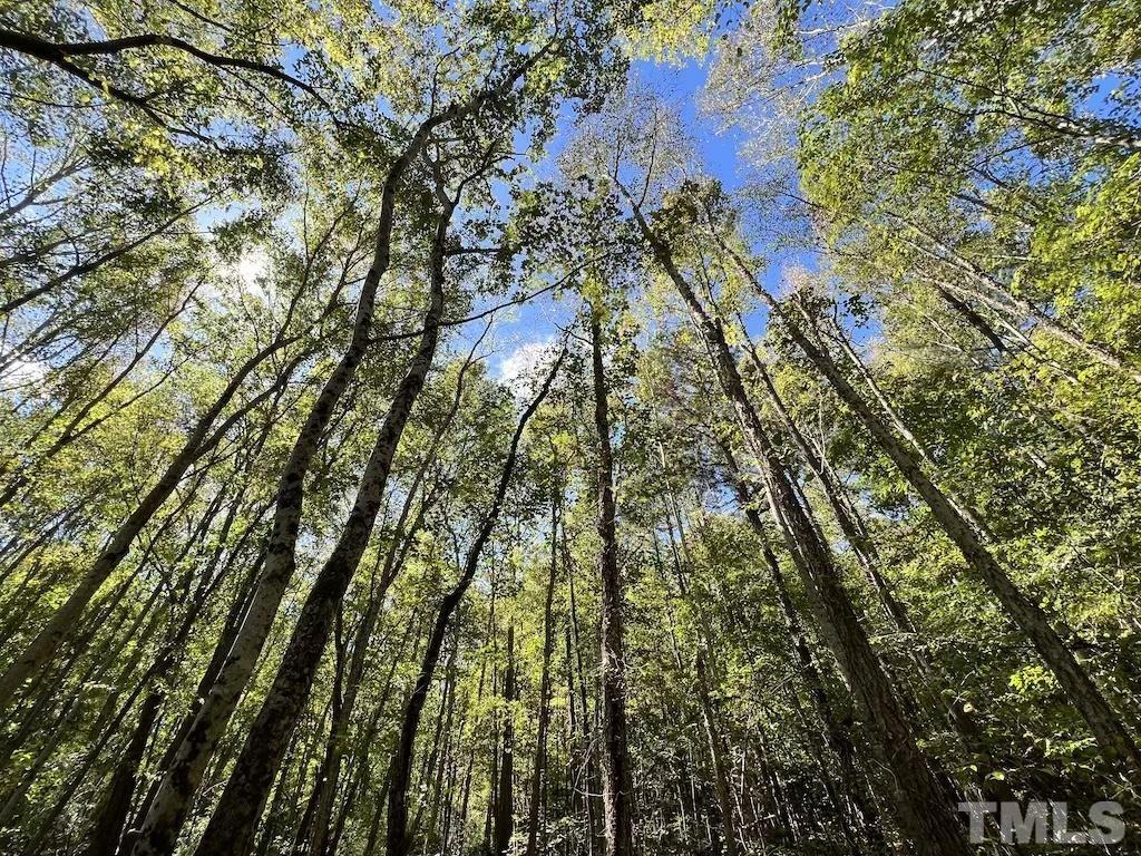 0 Sims Bridge Road Kittrell, NC 27544 - Photo 21 of 21 a yard with tall trees