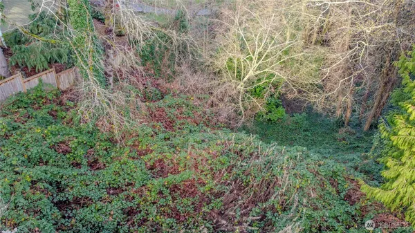 a view of a garden with plants and large trees