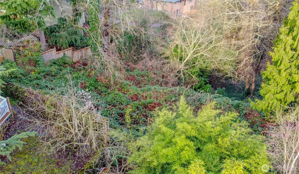 a view of a garden with plants and large trees