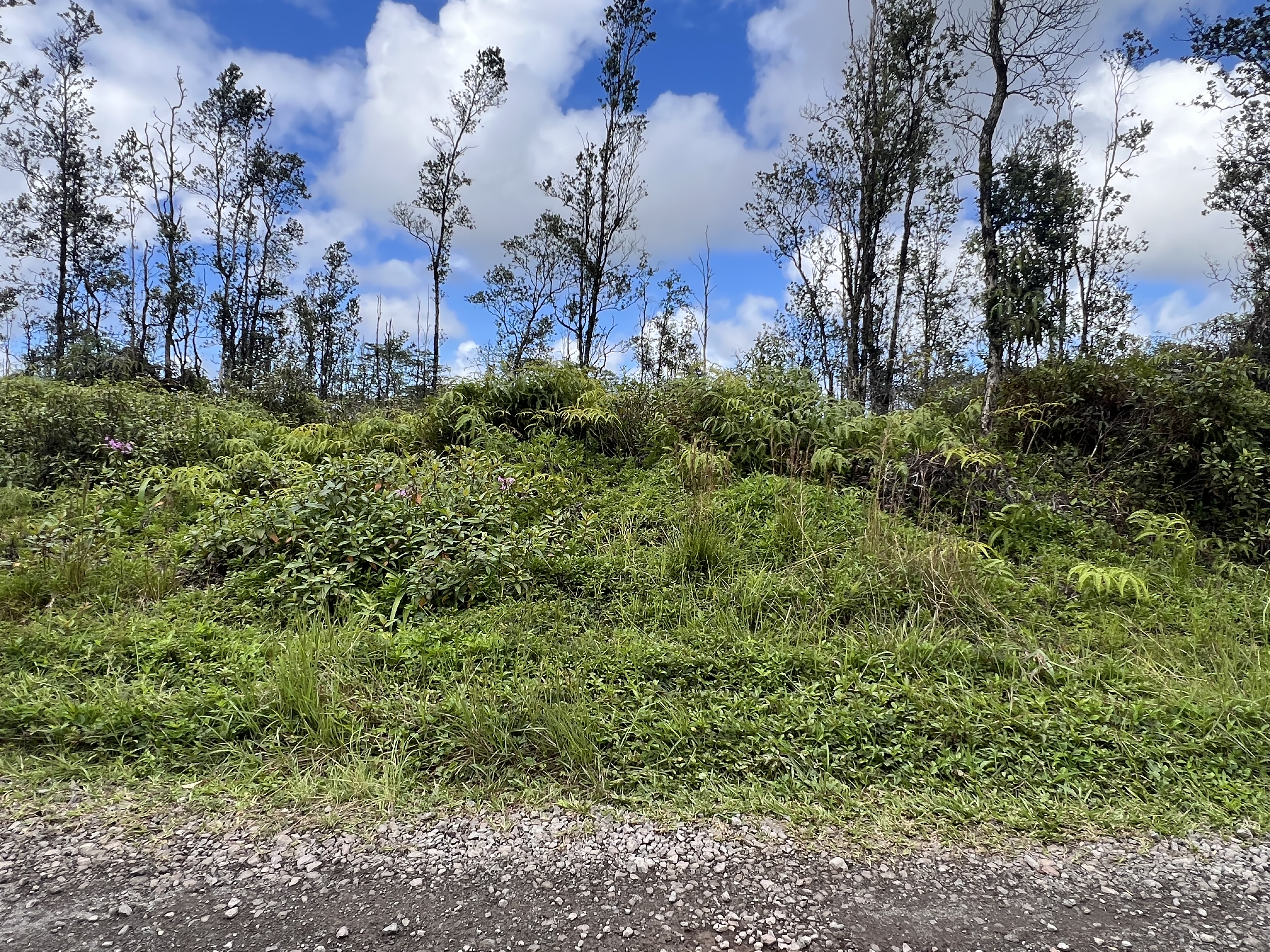 45 35th Avenue Keaau, HI 96749 - Photo 2 of 4 a view of a garden with trees