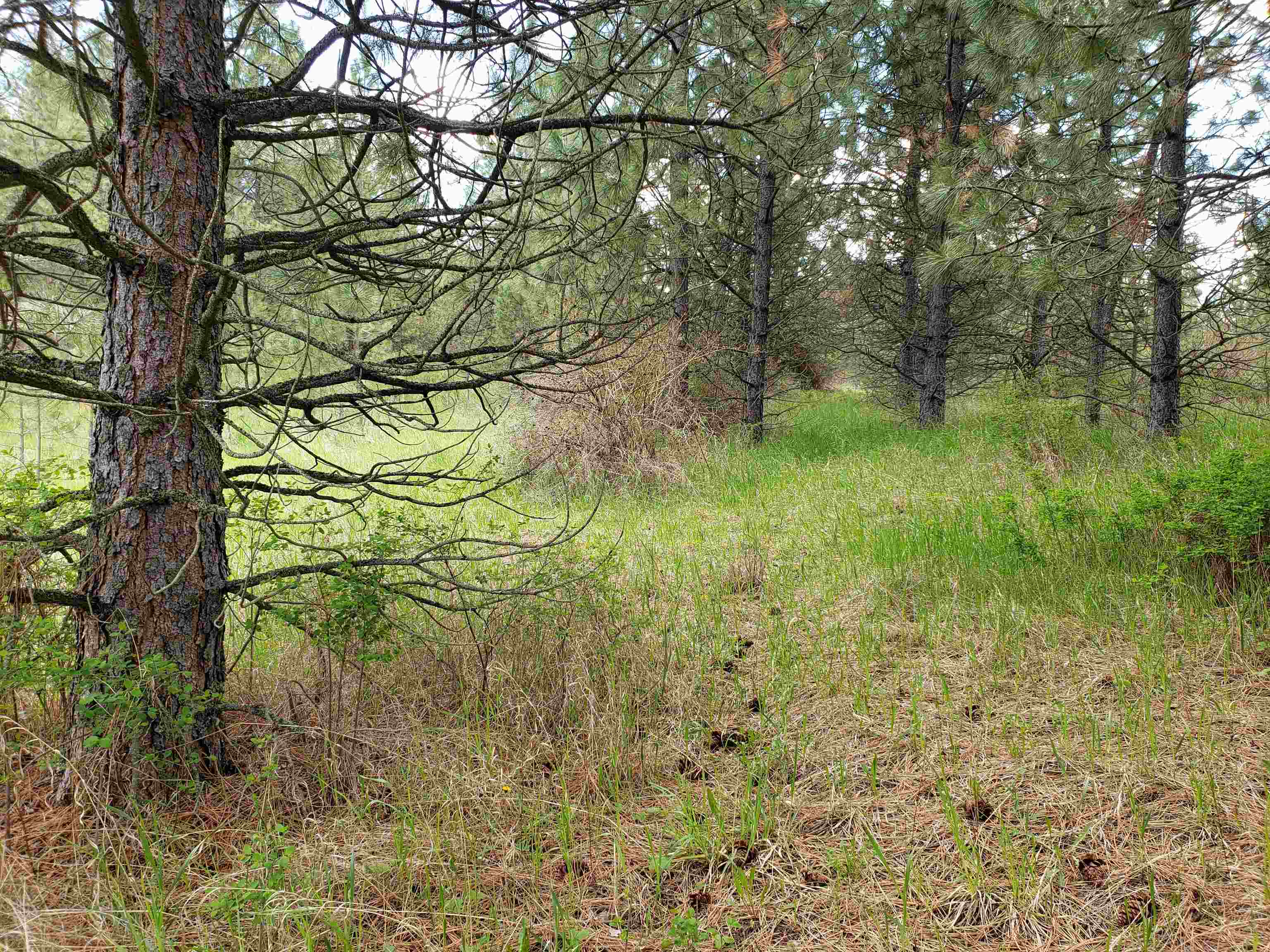 Nka East Belmont Road Mica, WA 99023 - Photo 12 of 18