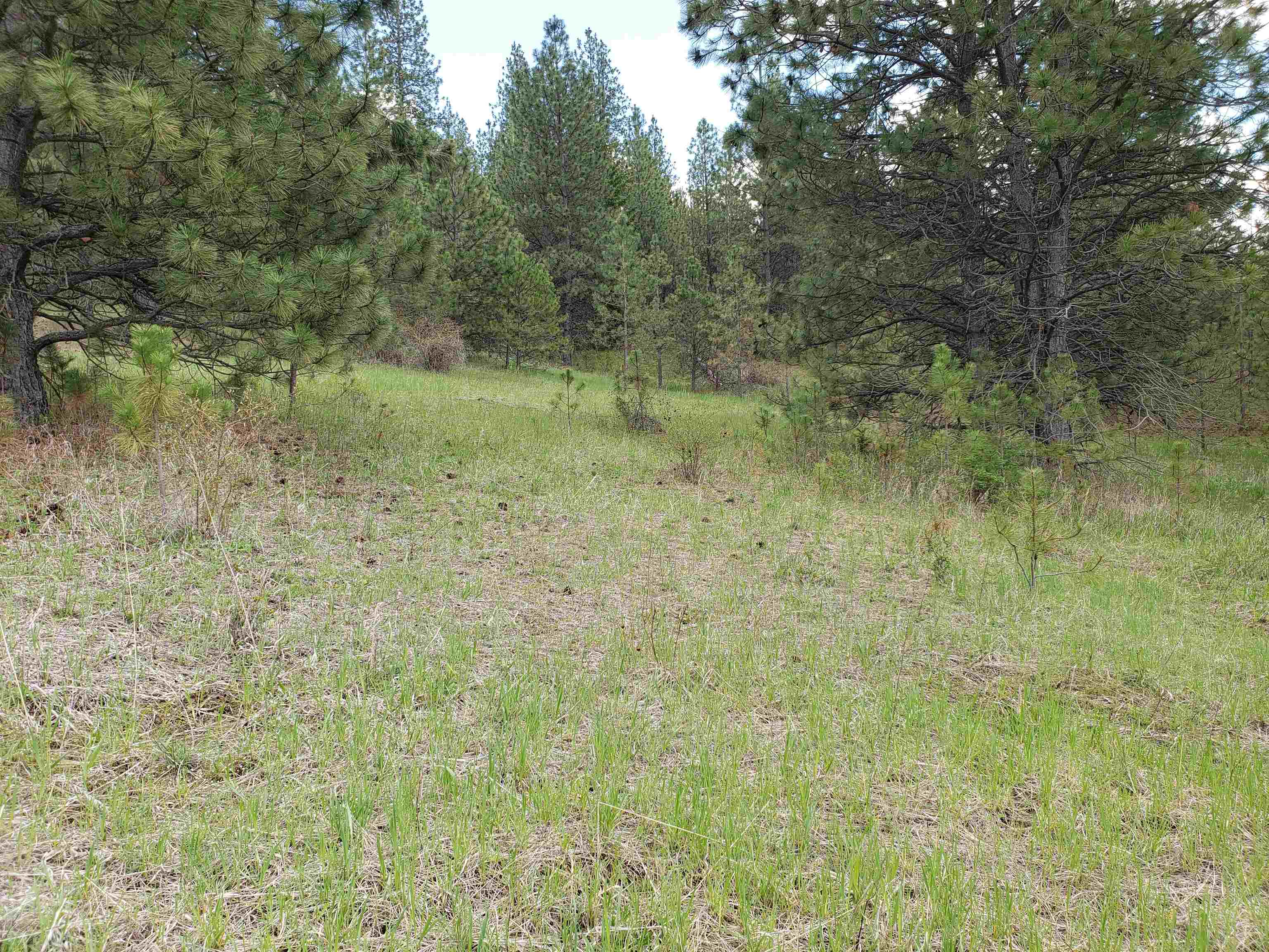 Nka East Belmont Road Mica, WA 99023 - Photo 15 of 18