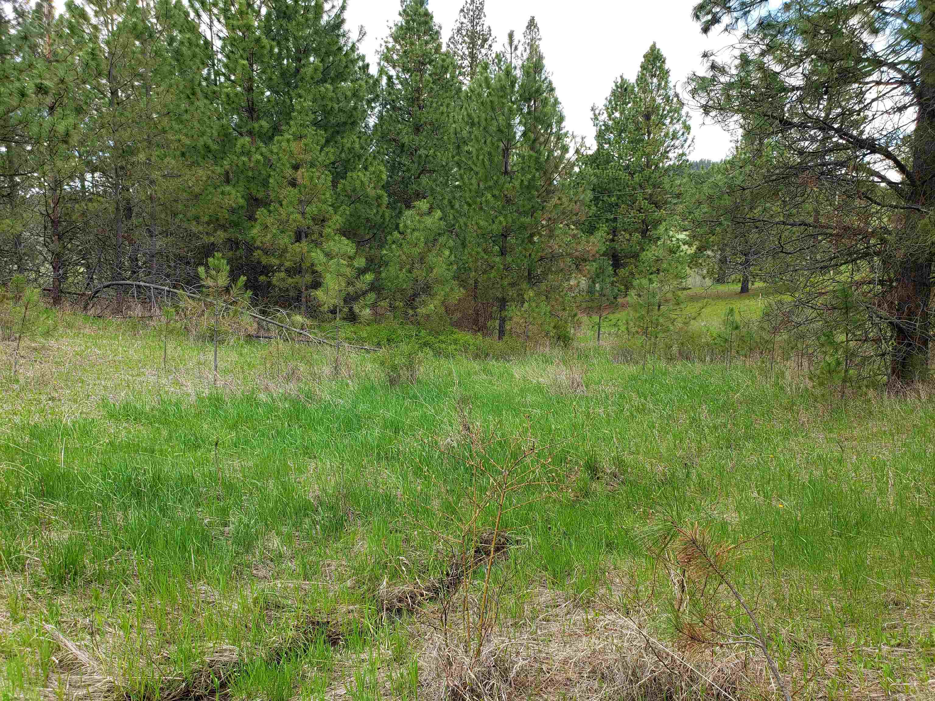 Nka East Belmont Road Mica, WA 99023 - Photo 7 of 18