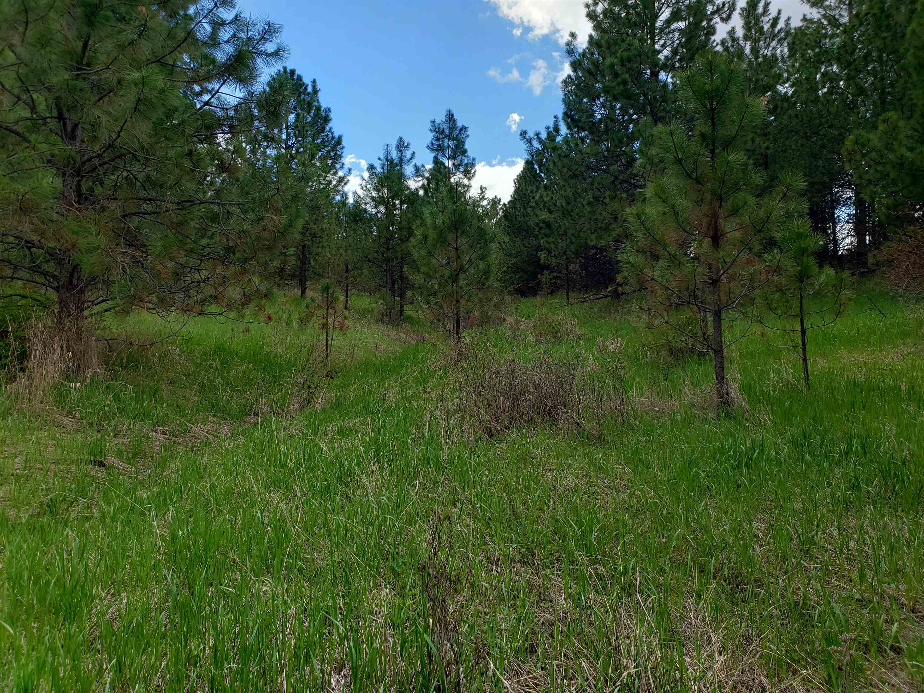 Nka East Belmont Road Mica, WA 99023 - Photo 8 of 18