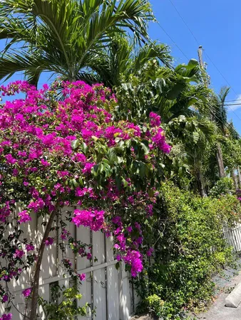 a small yard with fountain and flowers