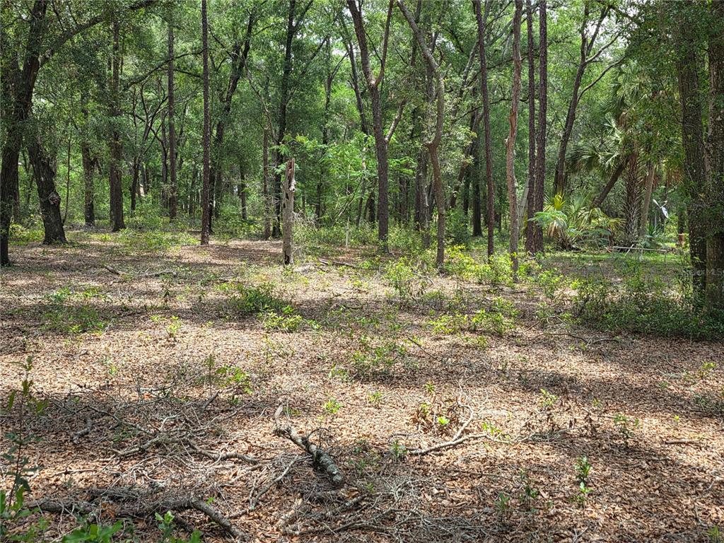 Rolling Ares Road West Lady Lake, FL 32159 - Photo 25 of 48 Gallery Image 25
