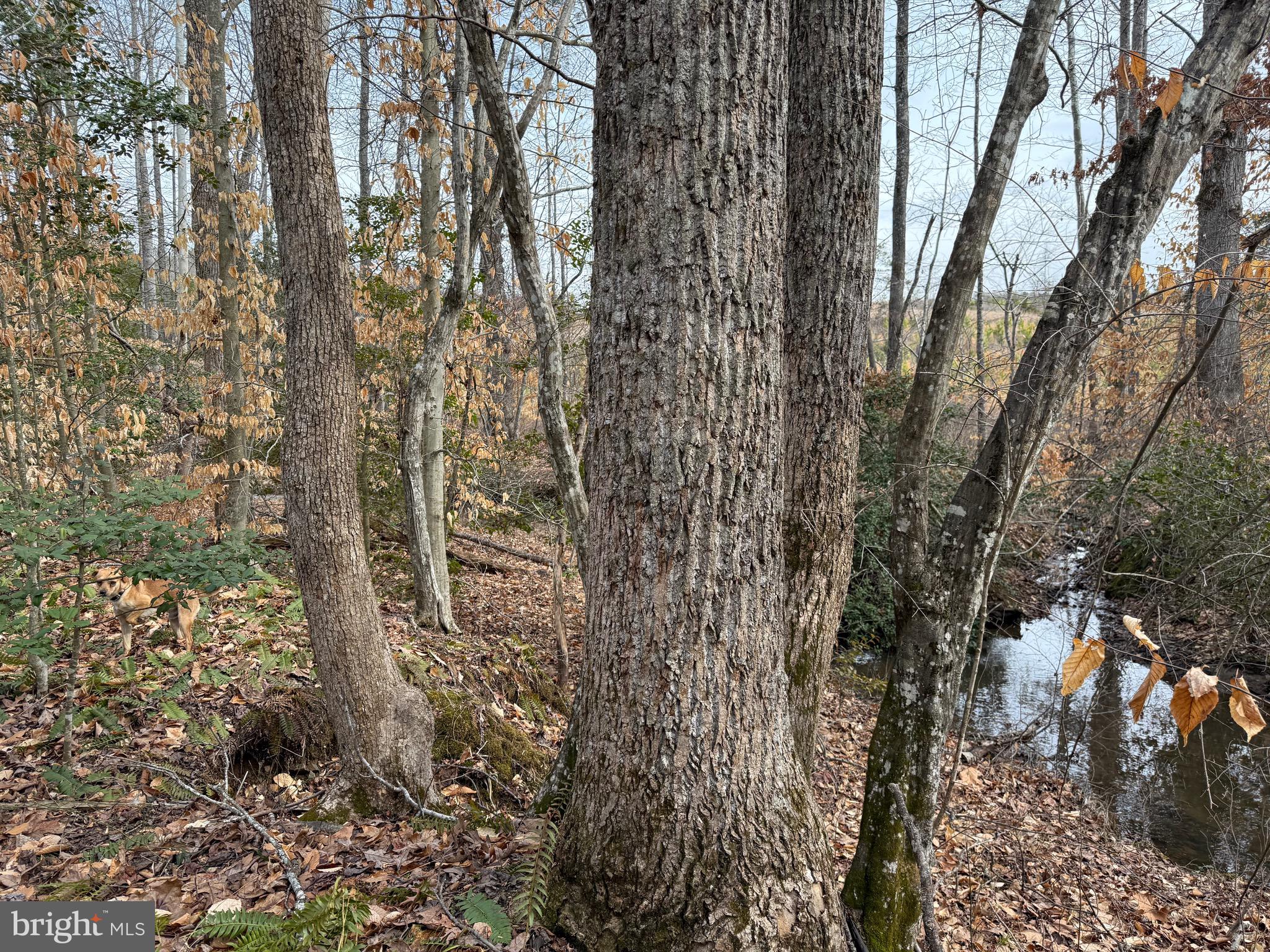 1 Community House Road Kents Store, VA 23084 - Photo 18 of 46