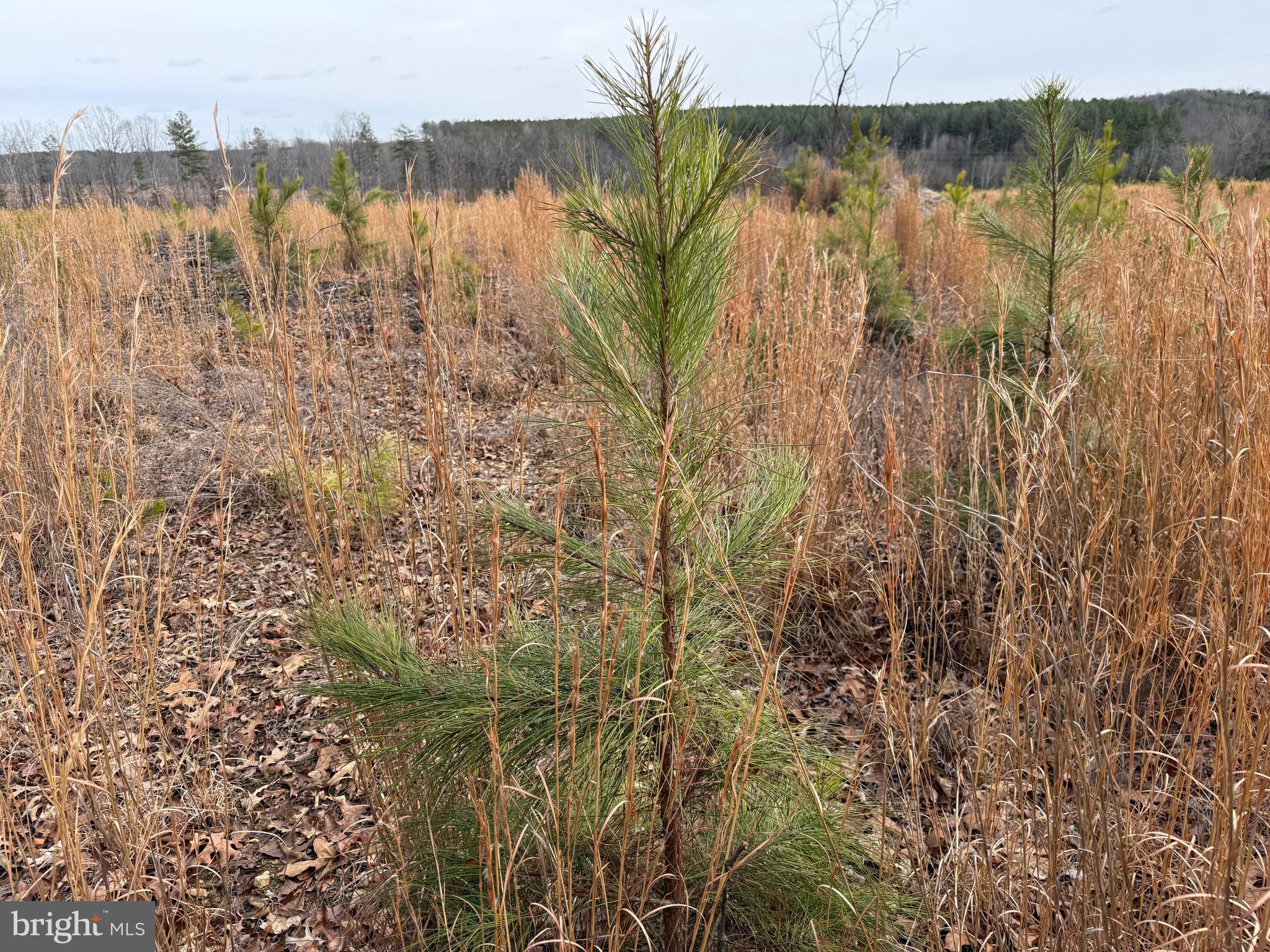 1 Community House Road Kents Store, VA 23084 - Photo 33 of 46