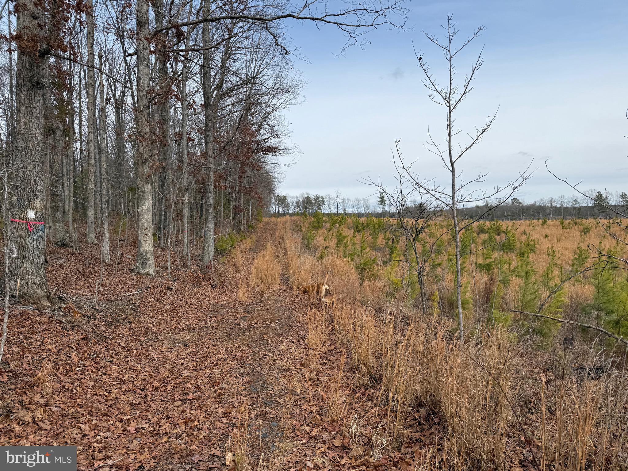 1 Community House Road Kents Store, VA 23084 - Photo 42 of 46