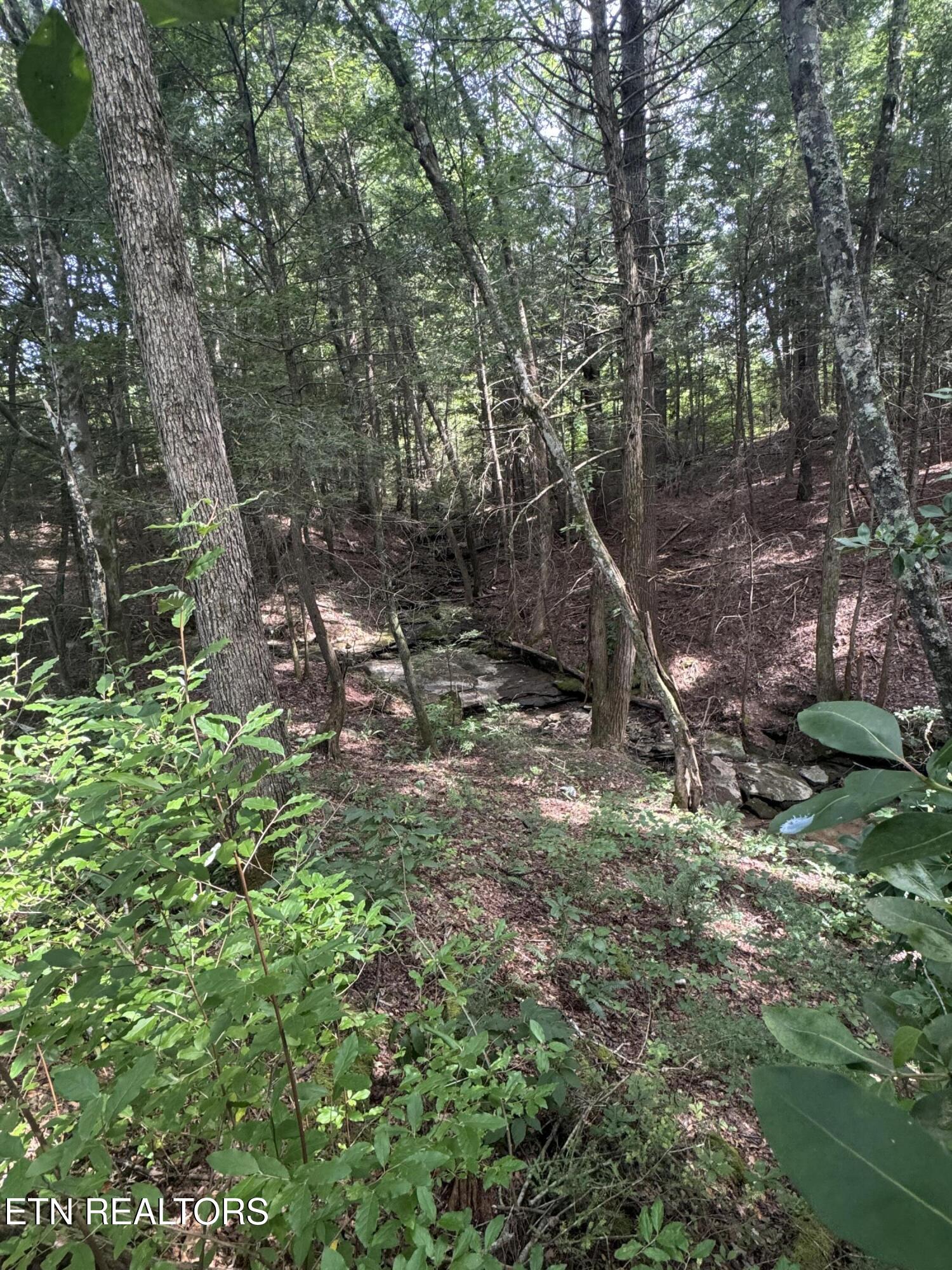 Lot #12 Burrville Road Sunbright, TN 37872 - Photo 9 of 24 IMG_3551